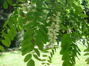 اقاقیای توپی(پیوندی)